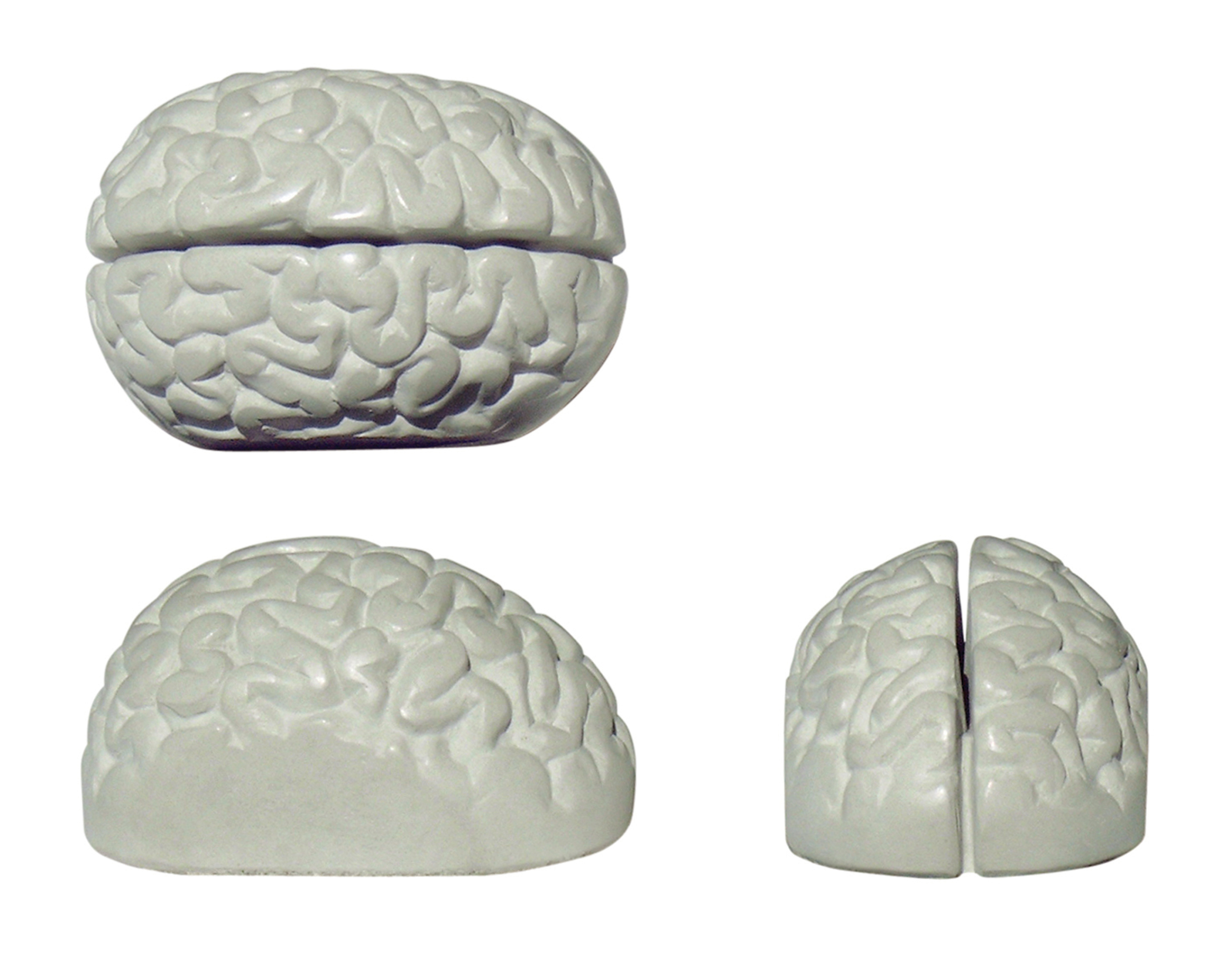 Brain concrete brain 3d memoholder, brein beton memohouder